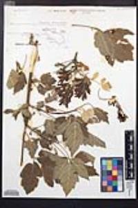 Acer negundo var. californicum image