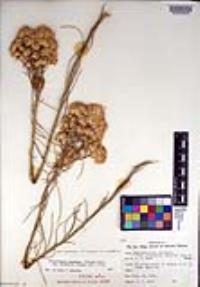 Ericameria nauseosa var. oreophila image