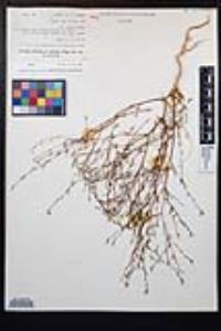 Gayophytum heterozygum image