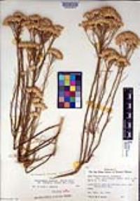 Ericameria nauseosa var. oreophila image