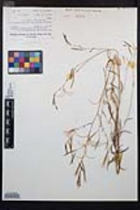 Epilobium brachycarpum image