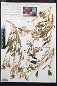 Chylismia claviformis var. lancifolia image