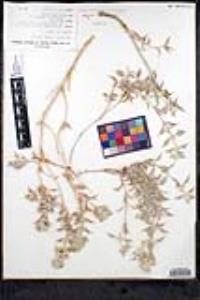 Salvia funerea image