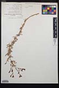 Epilobium canum subsp. canum image