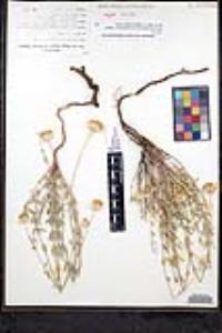 Monardella linoides image