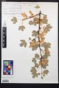 Acer glabrum image