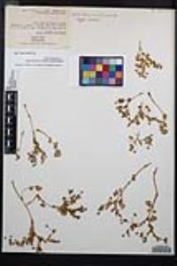 Ivesia saxosa image