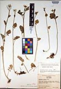 Cardamine breweri image