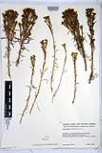 Amblyopappus pusillus image