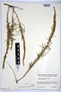 Artemisia californica image