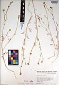 Gilia nevinii image