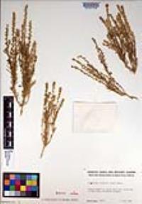 Oligomeris linifolia image