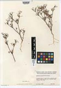 Apiastrum angustifolium image