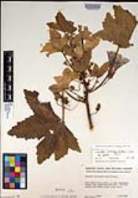 Malva assurgentiflora image
