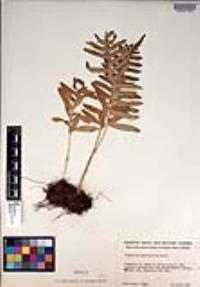 Polypodium californicum image