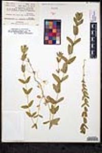 Scutellaria bolanderi subsp. austromontana image