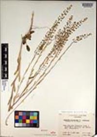 Lepidium virginicum subsp. menziesii image