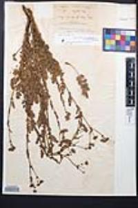 Horkelia cuneata image