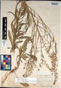 Lepidium virginicum subsp. menziesii image