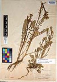 Barbarea orthoceras image