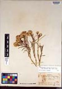 Ericameria nauseosa var. speciosa image