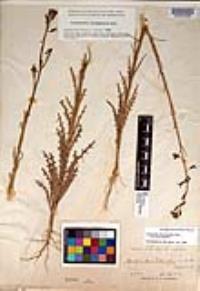 Caulanthus heterophyllus var. heterophyllus image