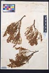 Adenostoma sparsifolium image