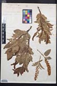 Prunus virginiana var. demissa image