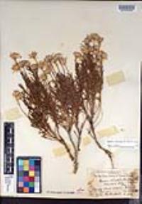 Ericameria linearifolia image