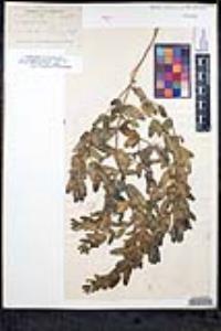 Scutellaria bolanderi subsp. austromontana image