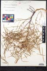 Streptanthella longirostris image