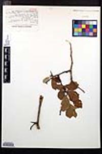 Crataegus douglasii image