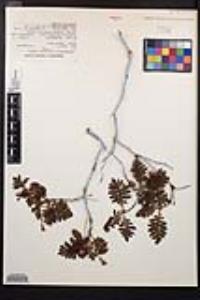 Chamaebatia foliolosa image