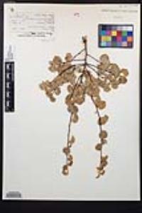 Prunus ilicifolia image