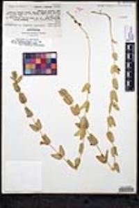 Scutellaria bolanderi subsp. austromontana image