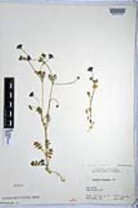 Nemophila menziesii var. menziesii image