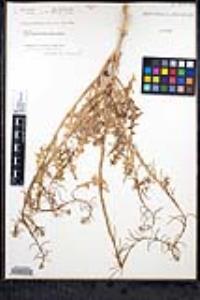 Caulanthus lasiophyllus image