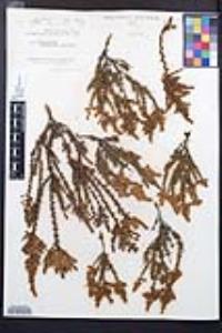 Adenostoma fasciculatum image