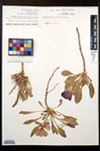 Oenothera cespitosa image