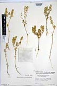 Lepidium lasiocarpum image