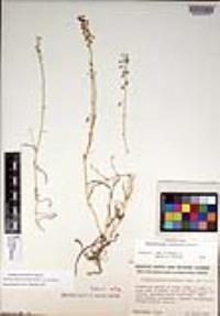 Thysanocarpus laciniatus image