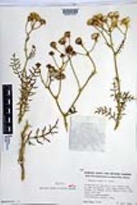 Senecio lyonii image