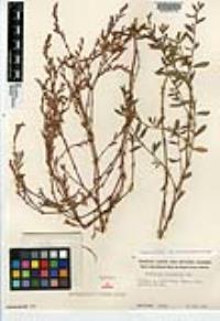Polygonum aviculare subsp. depressum image