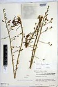 Stephanomeria diegensis image