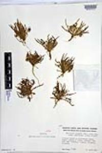 Microseris douglasii subsp. platycarpha image