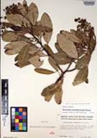 Heteromeles arbutifolia var. macrocarpa image