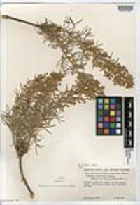 Artemisia nesiotica image