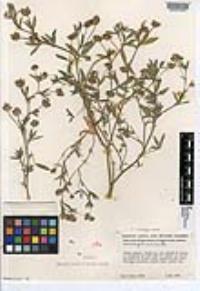 Trifolium palmeri image