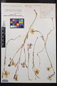 Clarkia bottae image