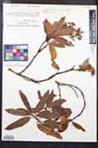 Lyonothamnus floribundus image